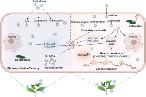 Boosting Tea Plant Survival: AMHA Activates a Powerful Defense Against Chilling Damage